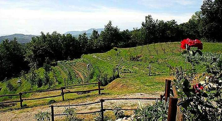 Agriturismo Paneolio Villa Collemandina Kültér fotó