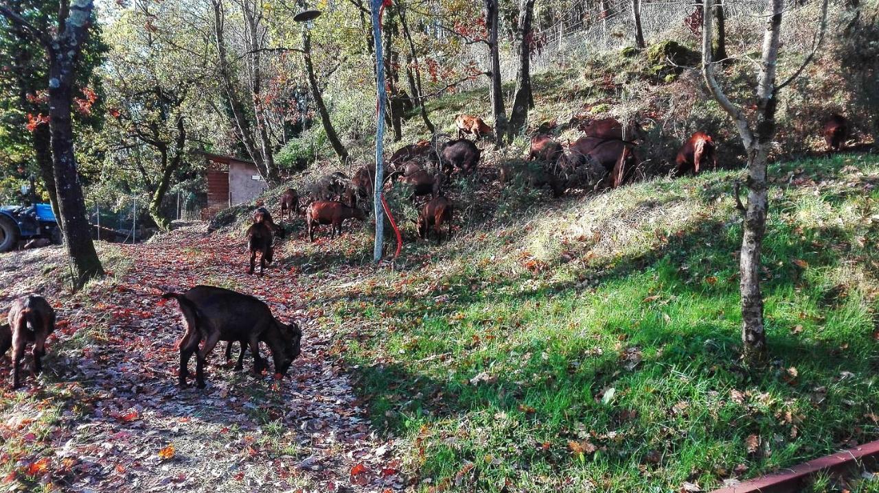 Agriturismo Paneolio Villa Collemandina Kültér fotó